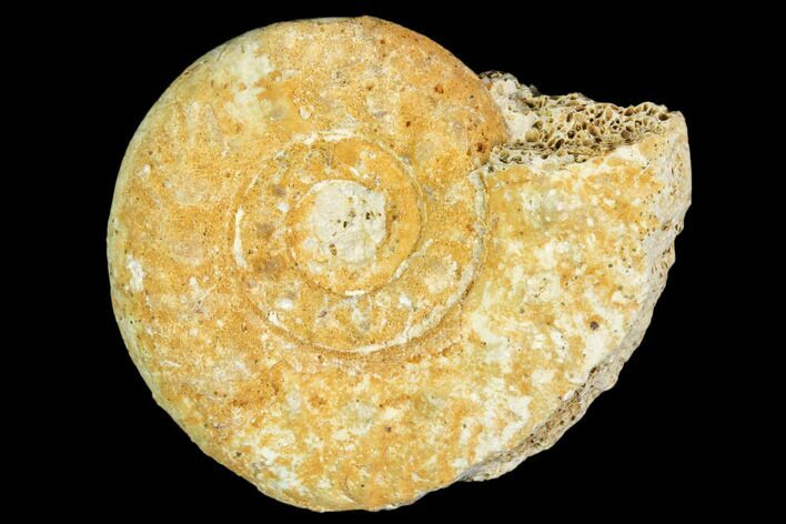 Fossil Ammonite (Hecticoceras) - France #104570